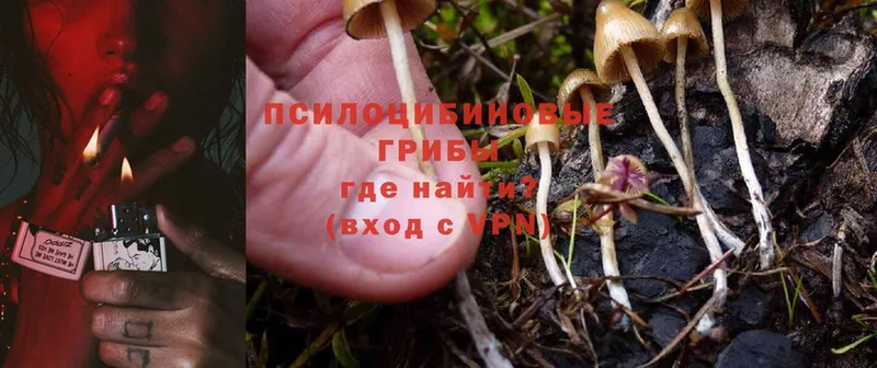 Псилоцибиновые грибы Psilocybe  дарнет шоп  площадка формула  Каменка 